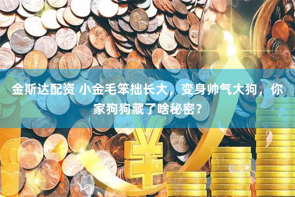 金斯达配资 小金毛笨拙长大，变身帅气大狗，你家狗狗藏了啥秘密？